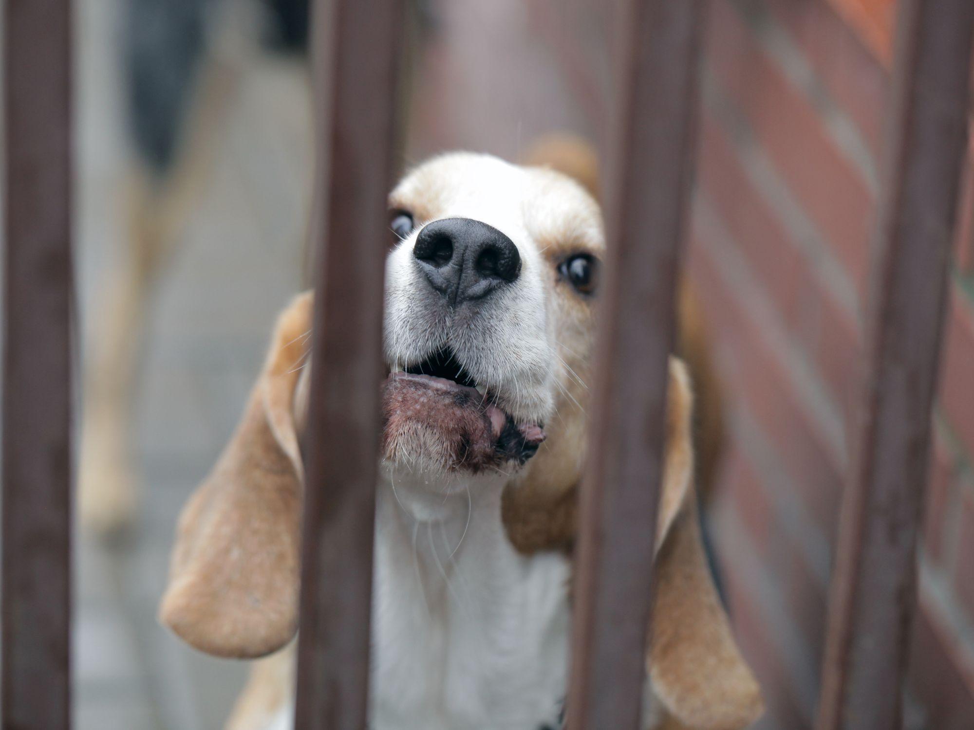Pies rasy beagle za kratami w schronisku