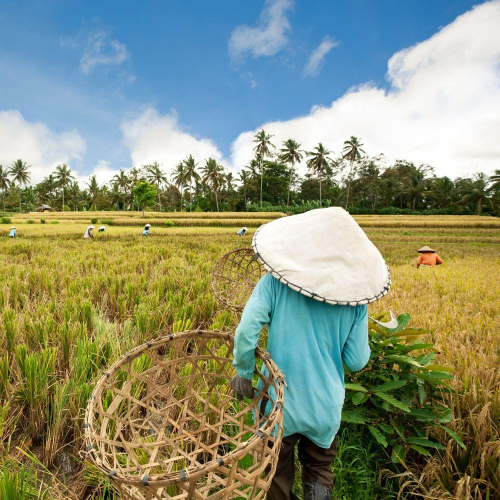 Odporne siostrzeństwo. Rdzenne kobiety w Indonezji i ich adaptacja do zmian klimatu