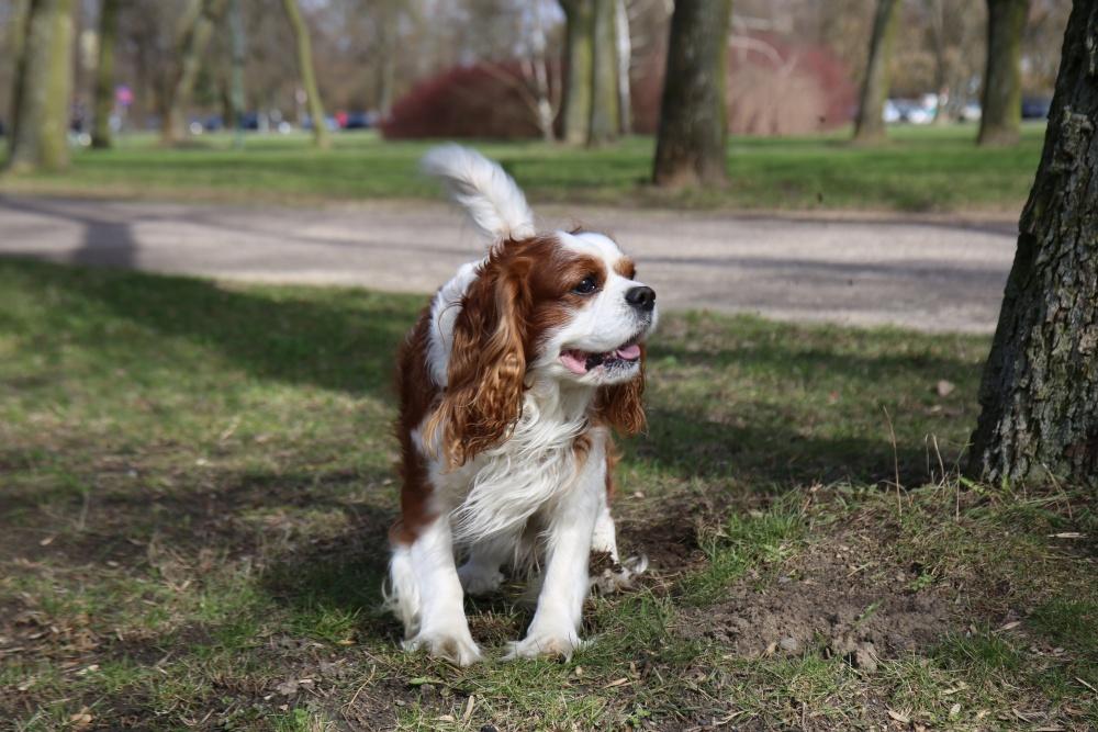 Pies w parku